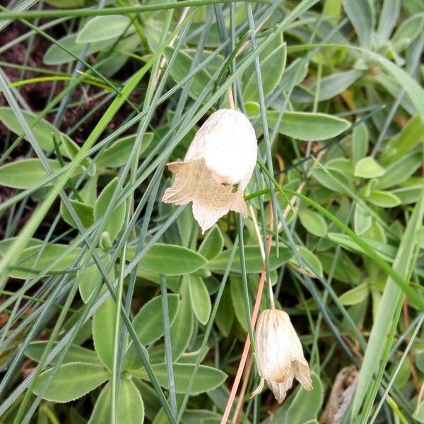 Silene uniflora ഇല