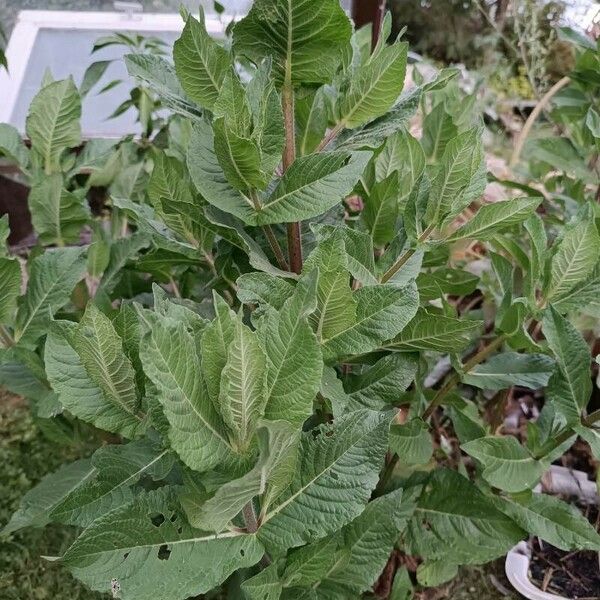 Inula helenium Folla