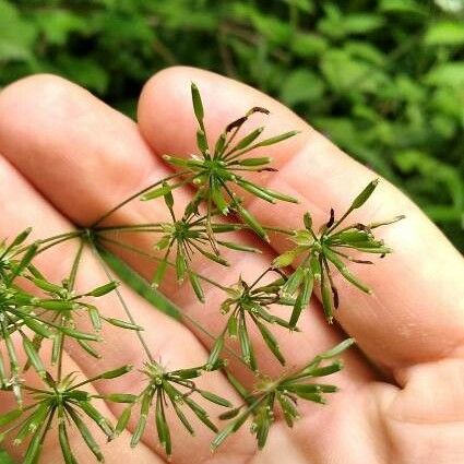 Chaerophyllum temulum ഫലം