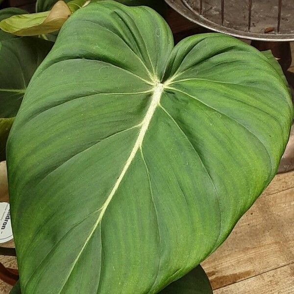 Philodendron gloriosum Levél