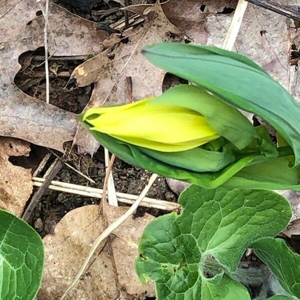 Uvularia grandiflora Cvet