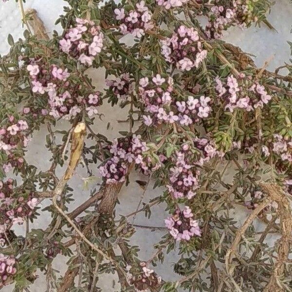 Thymus algeriensis Blomma