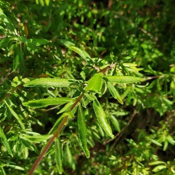 Salvia mellifera Φύλλο