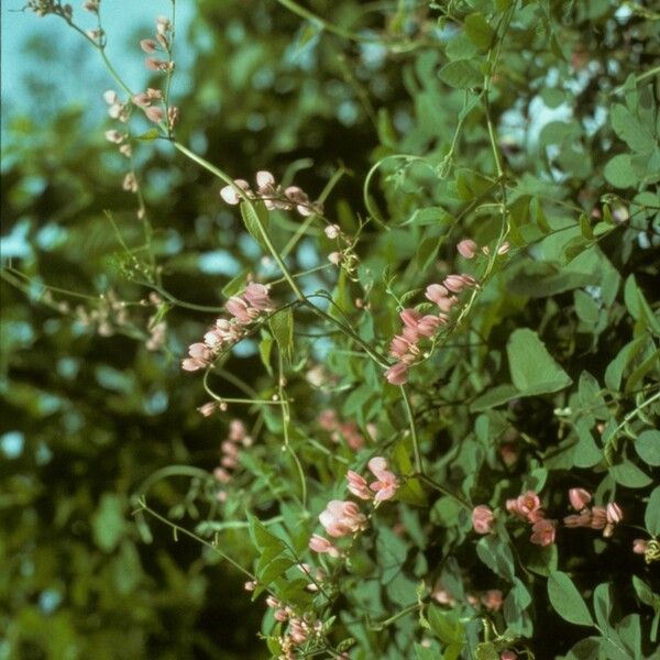 Antigonon leptopus फूल