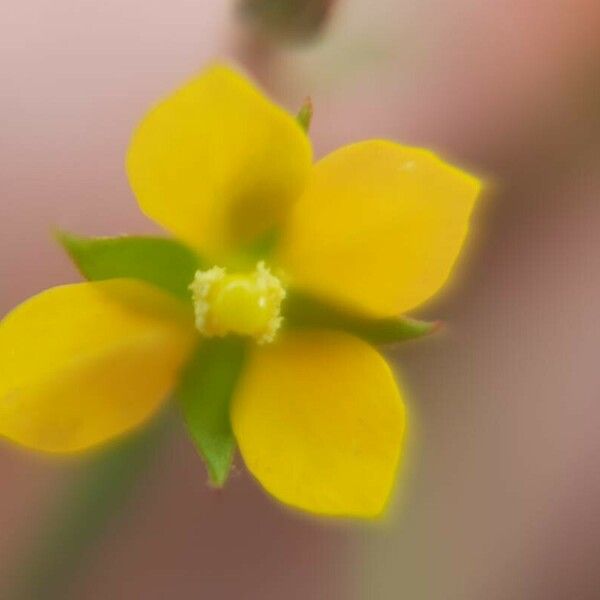 Ludwigia perennis Flor