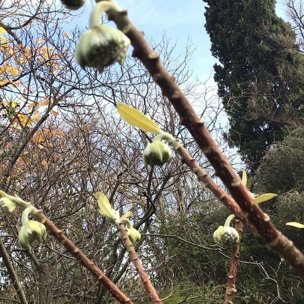 Edgeworthia tomentosa Leht