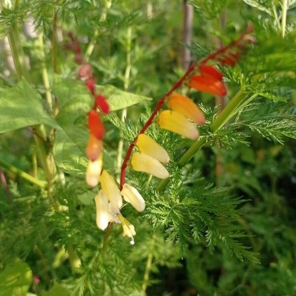 Ipomoea lobata Leaf