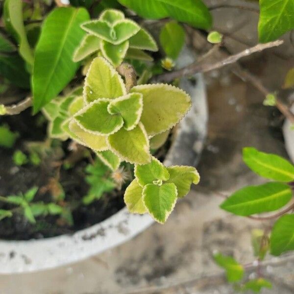 Coleus amboinicus Frunză