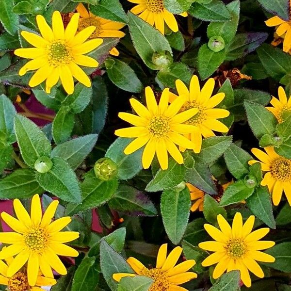 Sanvitalia procumbens 花