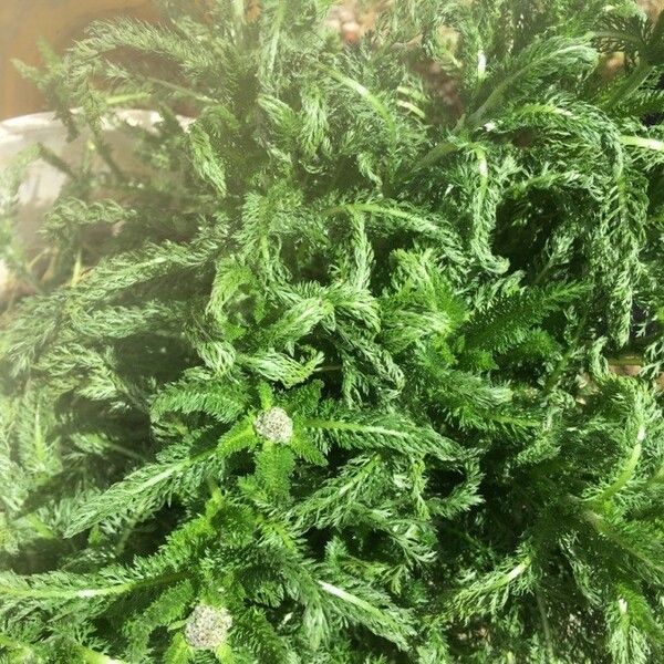 Achillea crithmifolia Flor