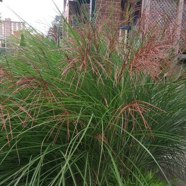 Miscanthus sinensis Flor