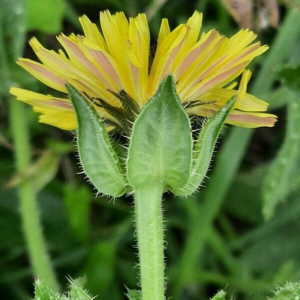 Helminthotheca echioides Flower