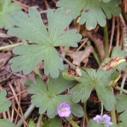 Geranium homeanum Blad