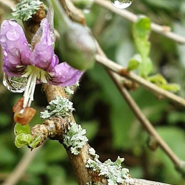 Lycium barbarum Flower