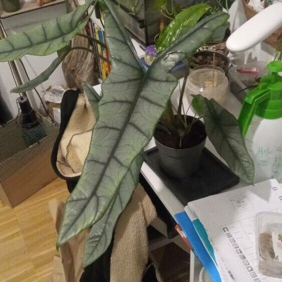 Alocasia longiloba Folha