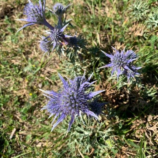 Eryngium bourgatii 花