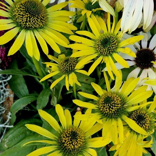 Silphium perfoliatum Flor