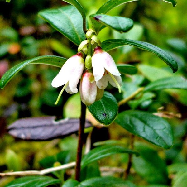 Vaccinium vitis-idaea Habit