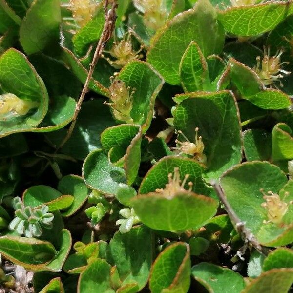 Salix herbacea 整株植物