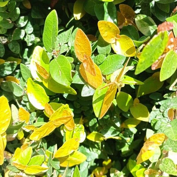 Ficus pumila Leaf