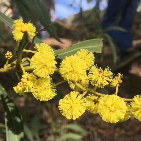 Acacia pycnantha Kvet