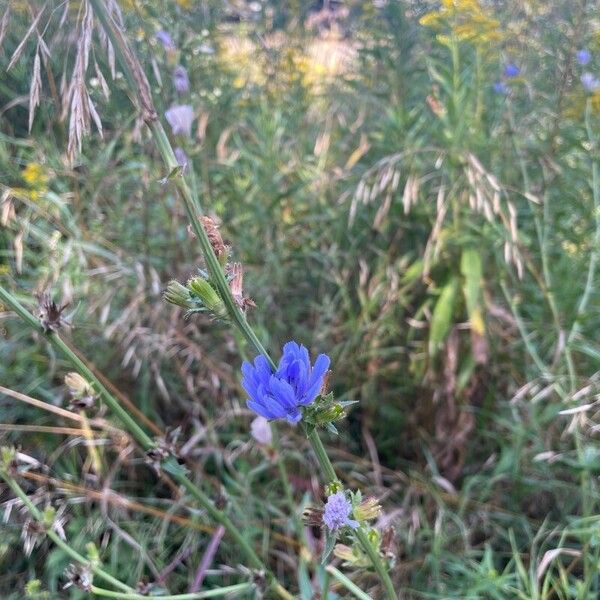 Cichorium endivia Кора