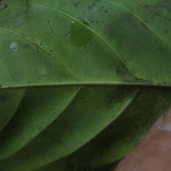 Sterculia tragacantha पत्ता