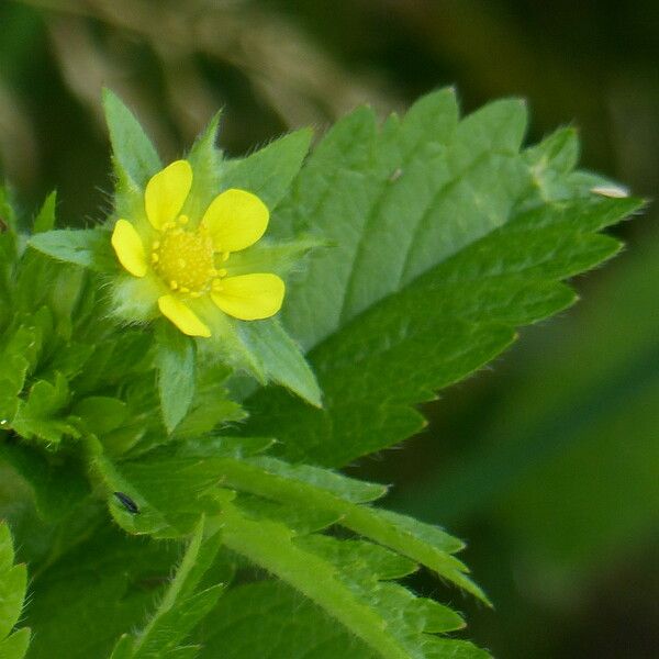 Potentilla norvegica Flower