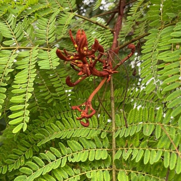 Stryphnodendron microstachyum Лист