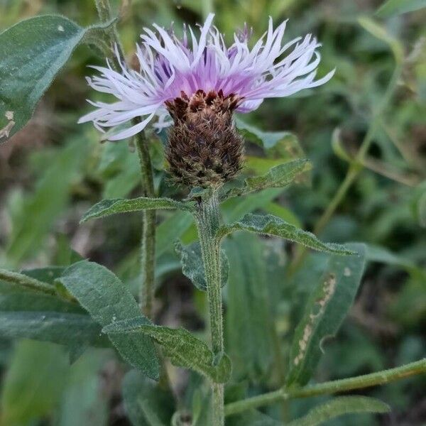 Centaurea decipiens 花