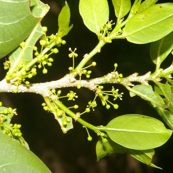 Margaritaria nobilis Habit