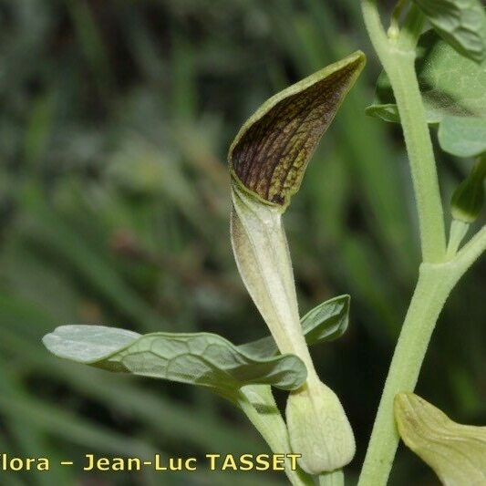Aristolochia pallida Floro