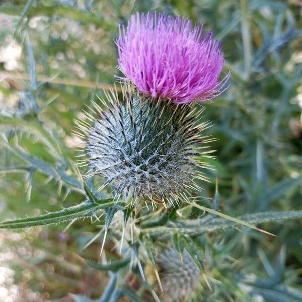 Cirsium vulgare Kwiat