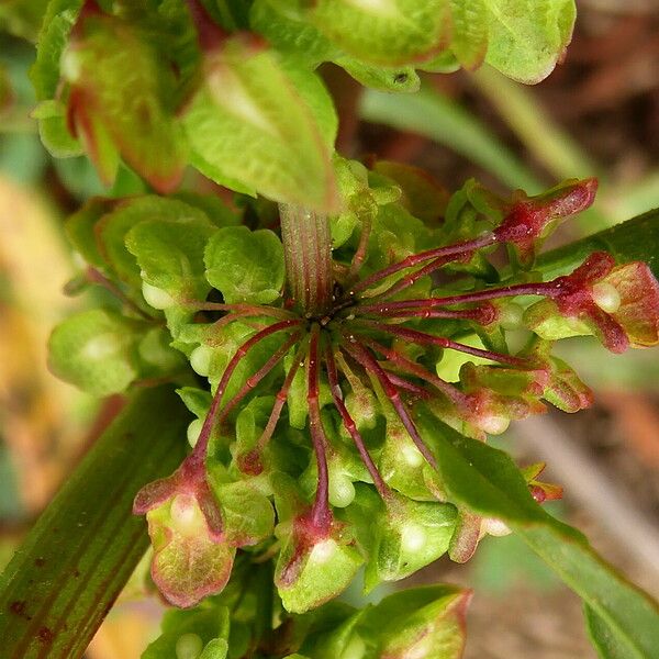 Rumex crispus Flor