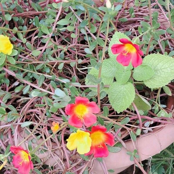 Portulaca umbraticola Цветок