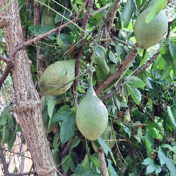 Momordica cochinchinensis Fruit