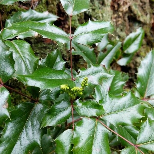 Mahonia aquifolium Blatt