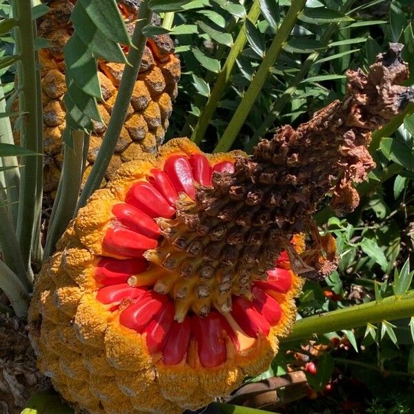 Encephalartos ferox Плод