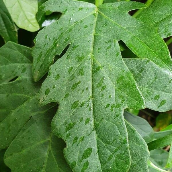 Adenia volkensii Leaf