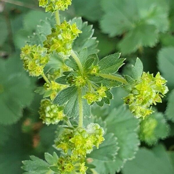 Alchemilla xanthochlora Цвят