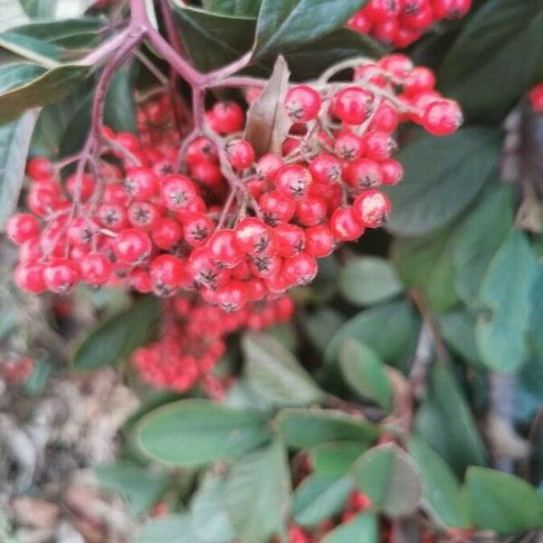 Cotoneaster coriaceus Frukt