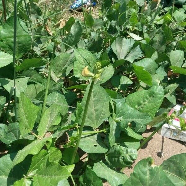 Vigna unguiculata Leaf