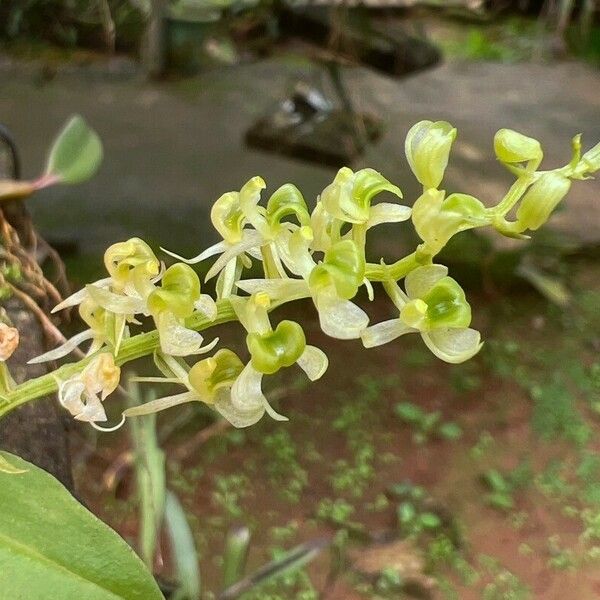 Liparis epiphytica Kvet