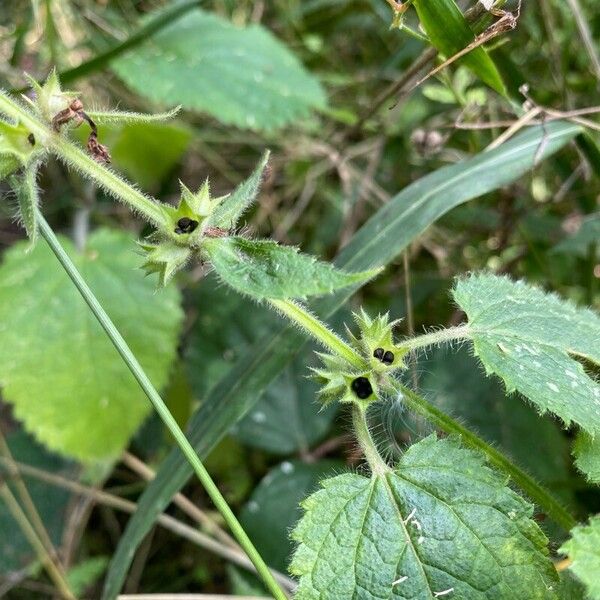 Stachys sylvatica Frucht