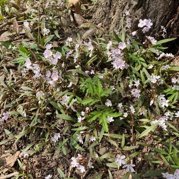 Claytonia virginica Flower