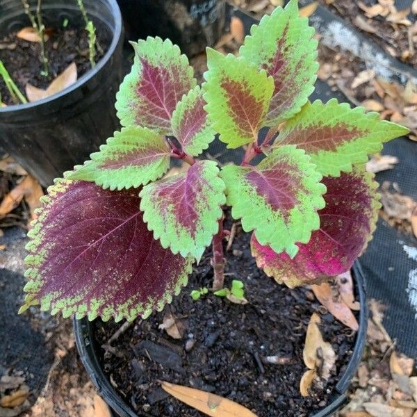 Plectranthus scutellarioides عادت داشتن