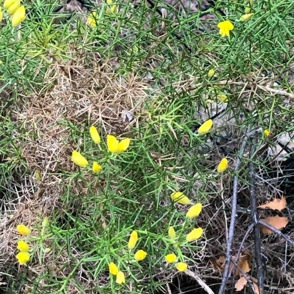 Ulex parviflorus موطن