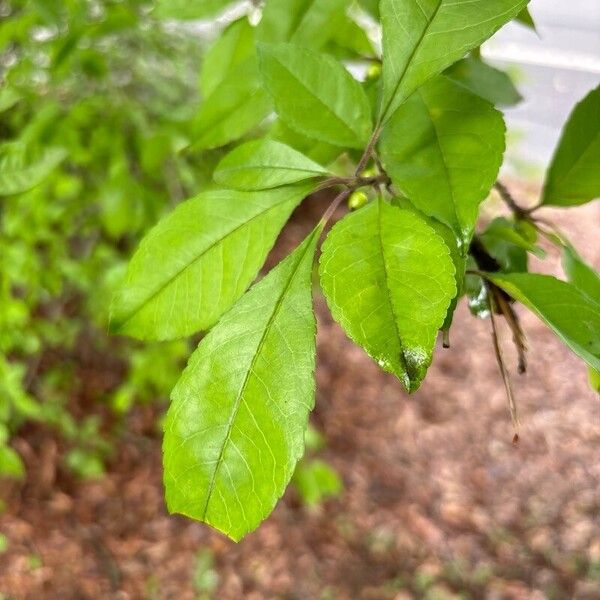 Ilex decidua Leaf