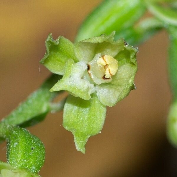 Epipactis albensis Blomma