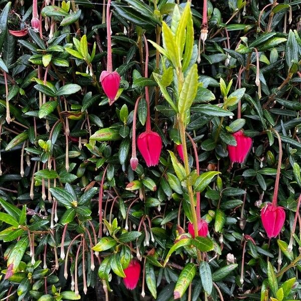 Crinodendron hookerianum Λουλούδι